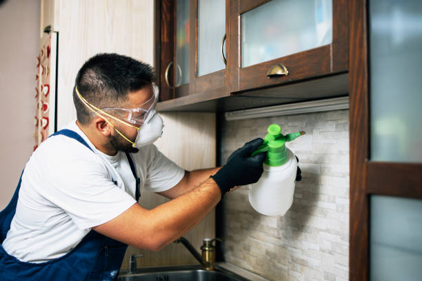 Best Pest Removal Services  in Peoria Heights, IL