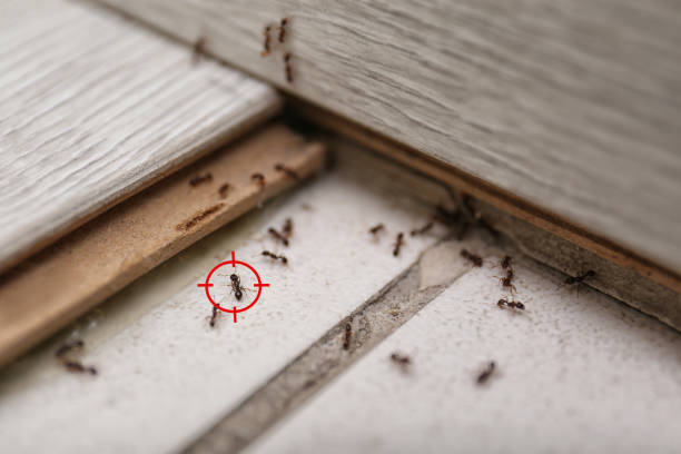 Best Bed Bug Extermination  in Peoria Heights, IL