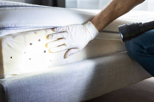 Best Best Pest Control Companies  in Peoria Heights, IL
